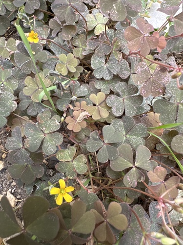 Creeping Woodsorrel