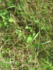 (c) zebedeugalinha, some rights reserved (CC BY) Geranium rotundifolium, photograph (c) zebedeugalinha, some rights reserved (CC BY)