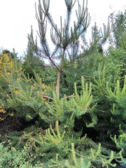 Pinus sylvestris