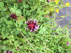 Trifolium variegatum