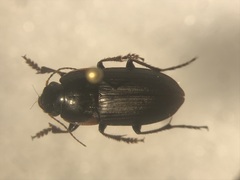 Anisodactylus merula