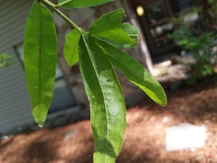 Graphopsocus cruciatus