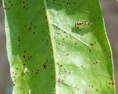 Graphopsocus cruciatus