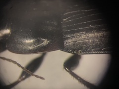 Anisodactylus merula