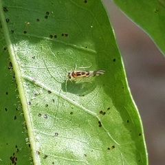 Graphopsocus cruciatus