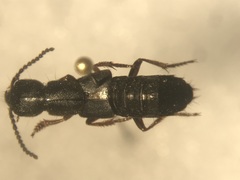 Dinothenarus badipes