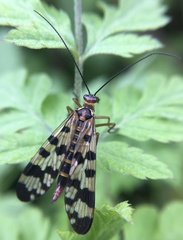 Panorpa meridionalis