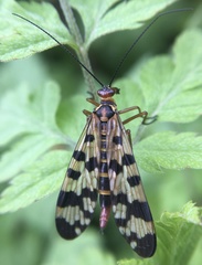 Panorpa meridionalis