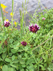 Trifolium variegatum