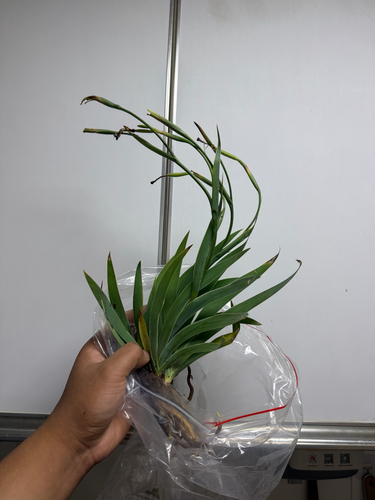 Iris subdichotoma