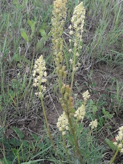 Reseda lutea