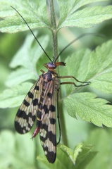Panorpa meridionalis
