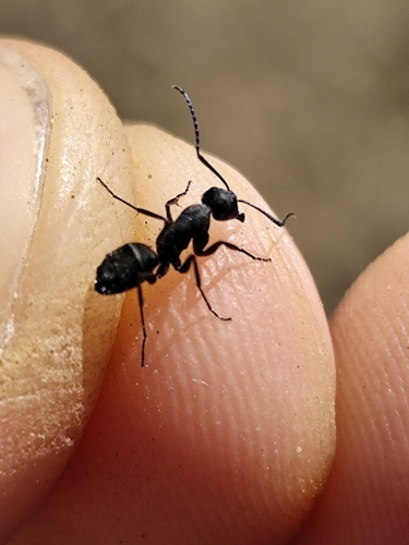 Camponotus armeniacus