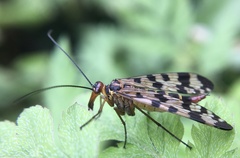 Panorpa meridionalis