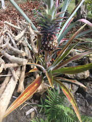 Ananas comosus comosus