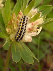 Zygaena lonicerae