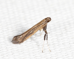 Caloptilia hypericella