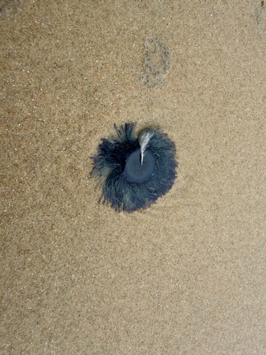 Blue Button