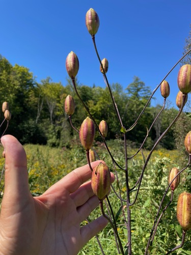 Lilium canadense, photograph 5