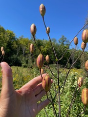 Lilium canadense, photograph (c) Tom Scavo, some rights reserved (CC BY)