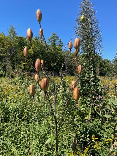 Lilium canadense, photograph 4