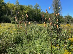 Lilium canadense, photograph (c) Tom Scavo, some rights reserved (CC BY)