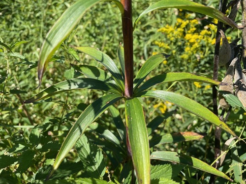 Lilium canadense, photograph 6