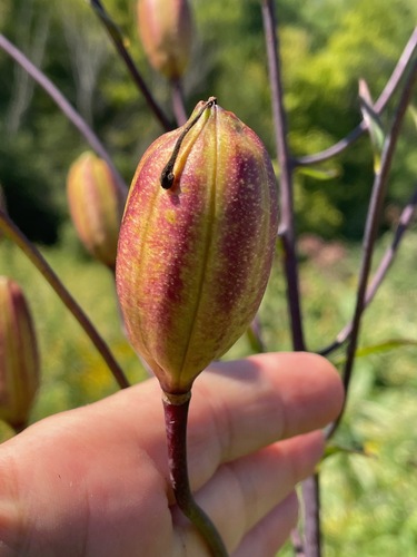 Lilium canadense, photograph 3