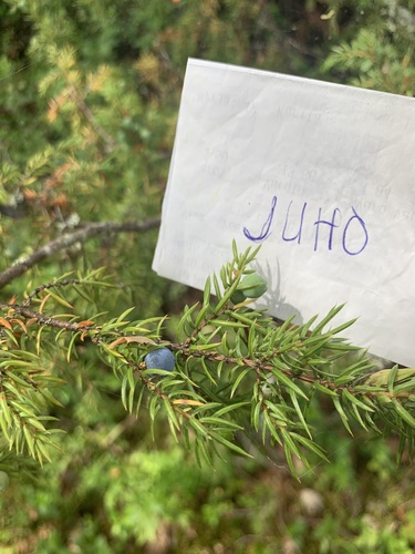common juniper