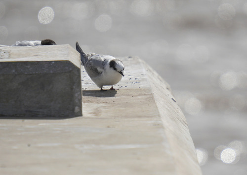 iNaturalist image