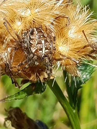 Cross Orbweaver