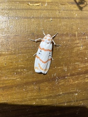 Cyana subalba