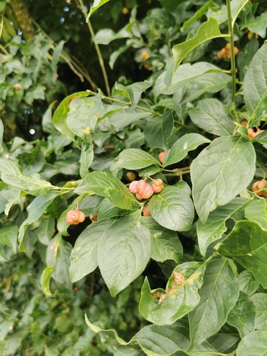 Spindle