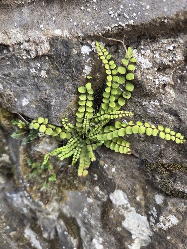 maidenhair spleenwort