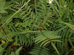 Zanthoxylum ailanthoides