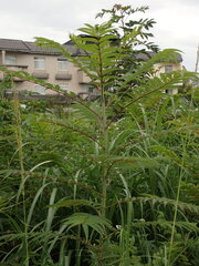 Zanthoxylum ailanthoides, photograph (c) chiuluan, some rights reserved (CC BY)