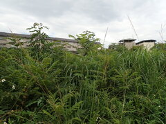 Zanthoxylum ailanthoides, photograph (c) chiuluan, some rights reserved (CC BY)
