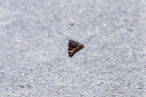 Ladakh Tortoiseshell