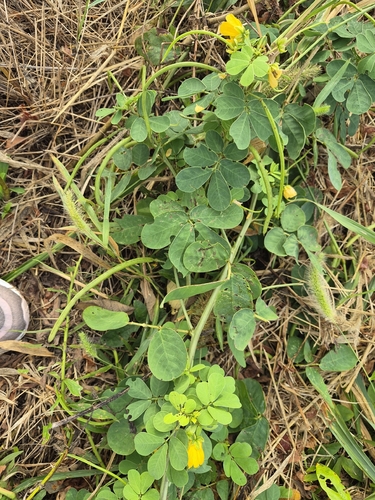 Senna obtusifolia, photograph 6