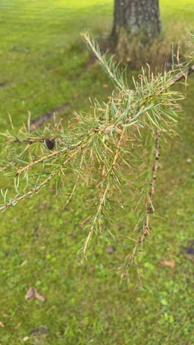 European larch