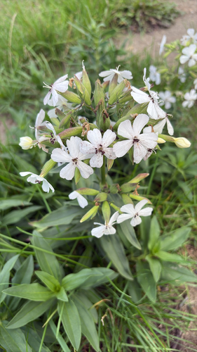 common soapwort