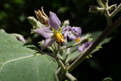 Solanum violaceum