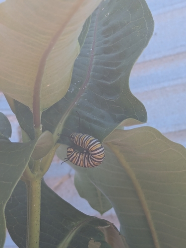 Monarch
