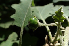 Solanum violaceum