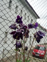 Aquilegia atrata