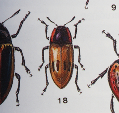 Iphiclus quadrisignatus