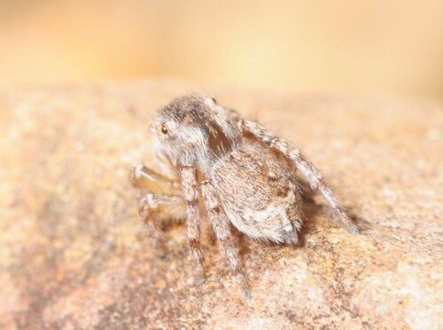 Unusual Peacock Spider