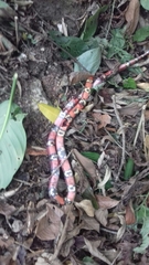 Lampropeltis abnorma