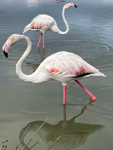 iNaturalist image