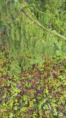 Norway spruce
